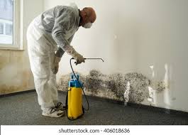 Why You Should Choose Our Mold Remediation Services in Wheaton, MN